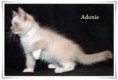 /album/adonis/adonis-12-hetes-003-jpg/